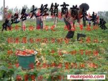 草莓大姜草莓苗選購指南 價格、廠家與圖片信息詳解